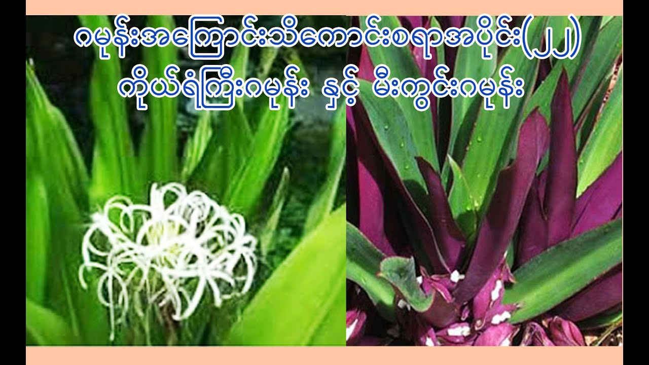 ဂမုန်းအကြောင်းအပိုင်း(၂၂) ကိုယ်ရံကြီးဂမုန်းနှင့် မီးကွင်းဂမုန်းပင်