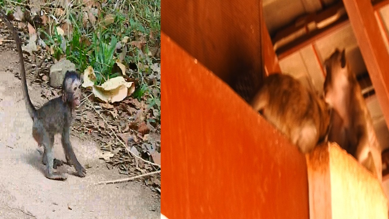 when Jiva out of line she met a big male too scaring and Jonna to tried to get into a milk with Jiva