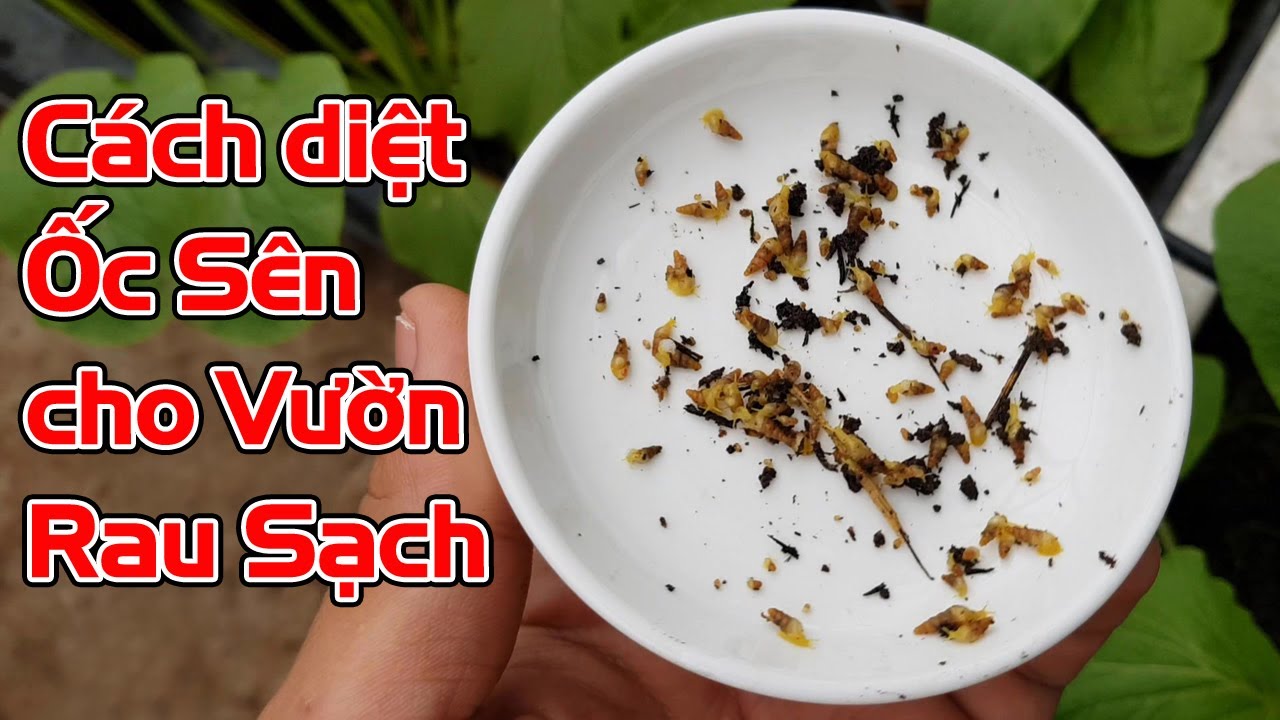 Cách diệt ốc sên cho vườn rau sạch.