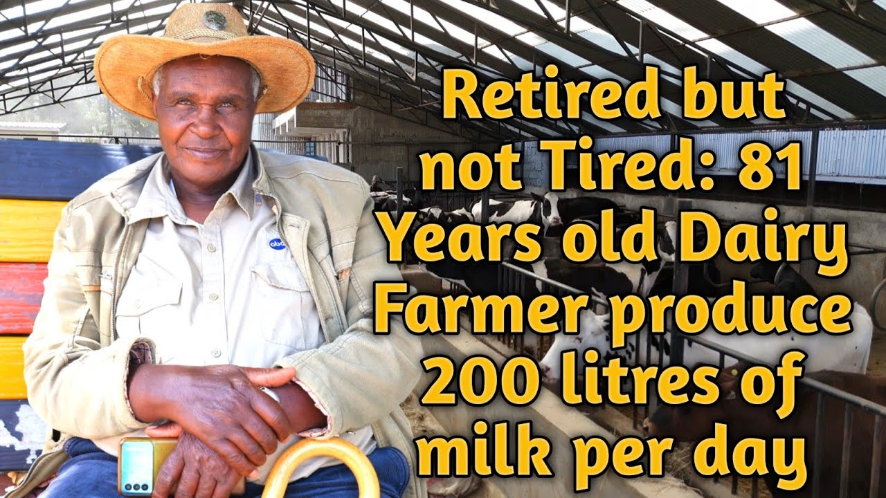 Meet Mr.Waitiki Who retired...Then Built a Dairy Empire at 81years 