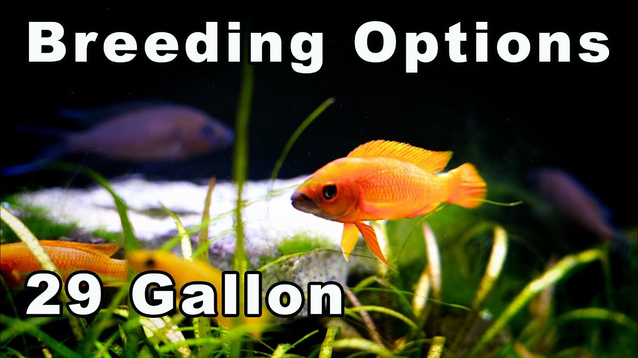 29 Gallon Aquarium Breeding for Profit: 10 Cool Options!