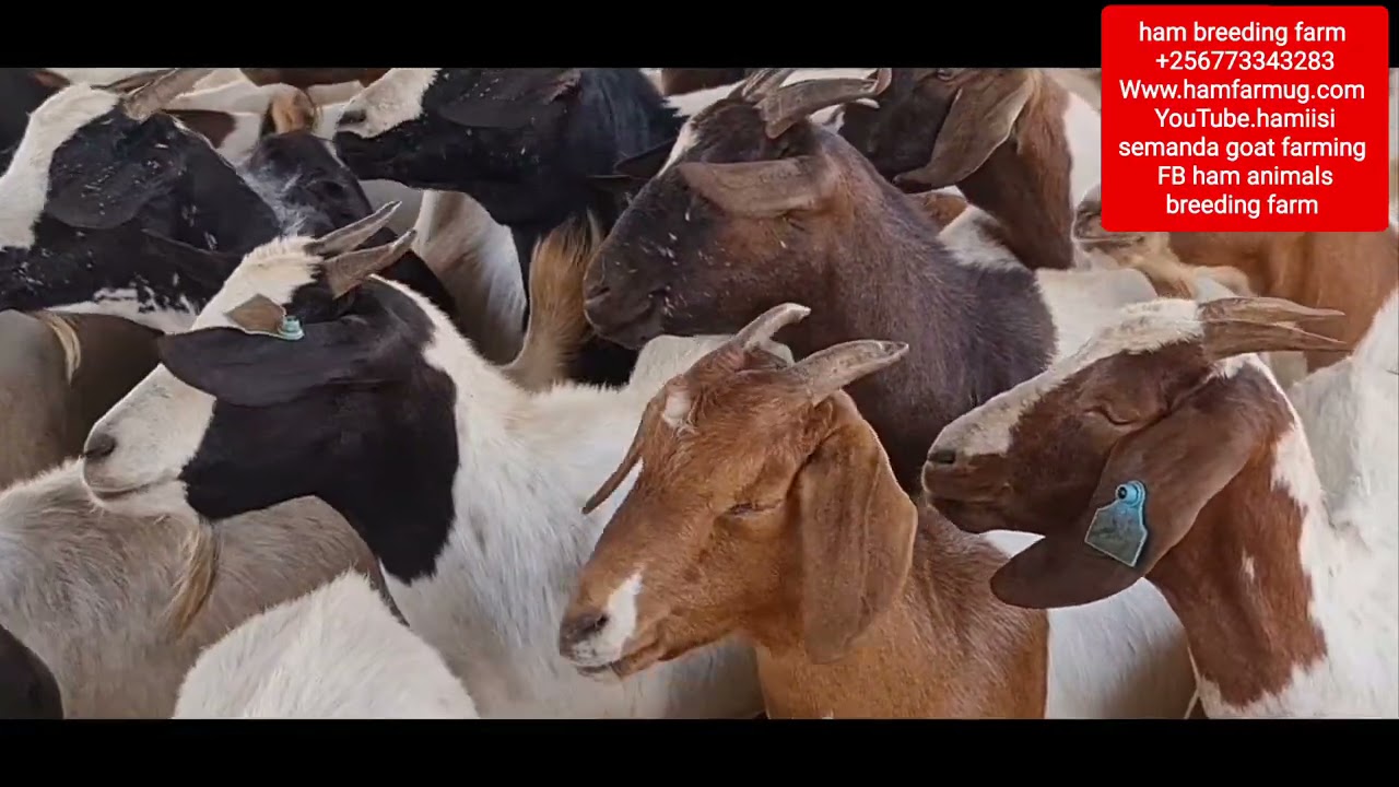 Required land or space for goat farming by hamiisi semanda +256773343283