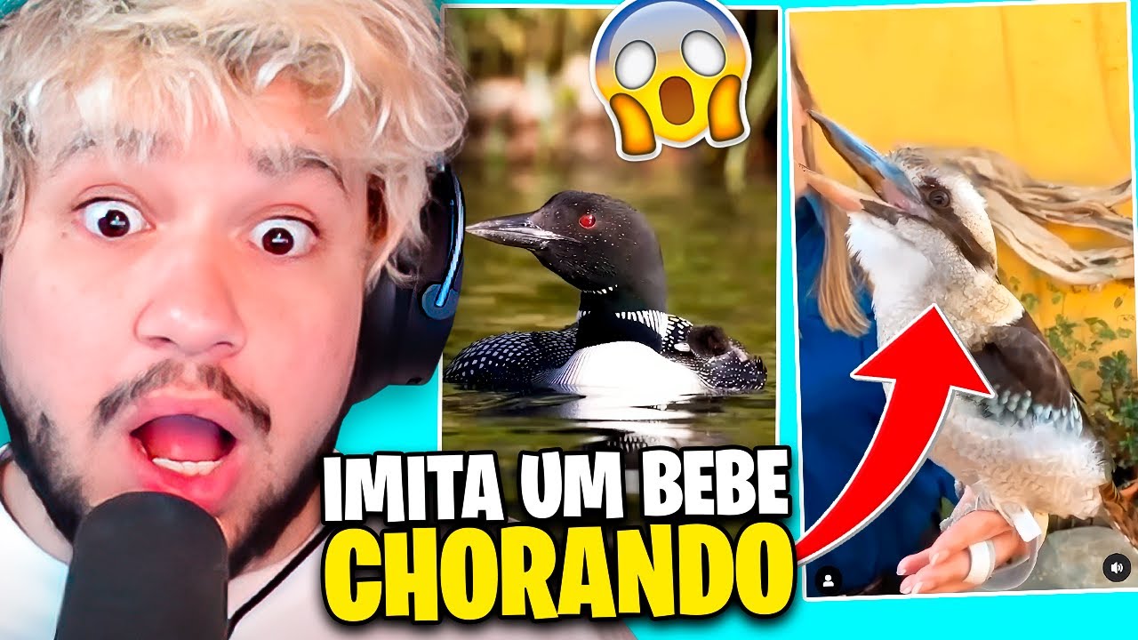 AS AVES MAIS BIZARRAS QUE VOCÊ VAI VER HOJE!