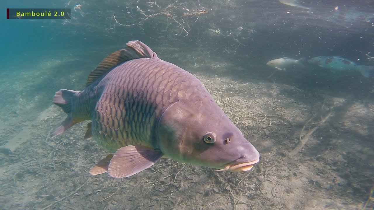 carpe, brochet, tanche , silure, grèbe huppé, plongée bamboulé 2.0
