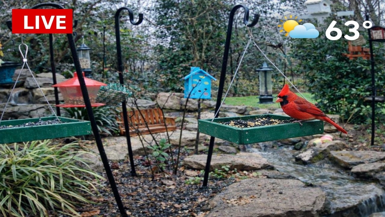 LIVE Bird Feeder & Water Stream Cam 🌤️ | 63° • Backyard Birds & Squirrels