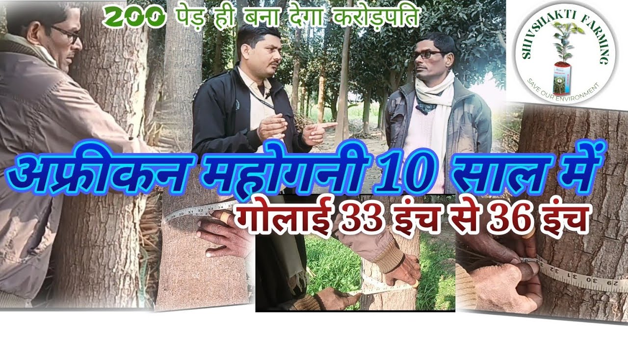 Mahogany tree farming | how many years to harvest mahogany tree |अफ्रीकन महोगनी की खेती