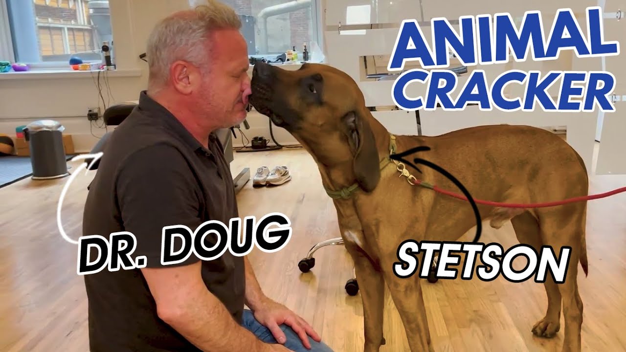 Rhodesian Ridgeback: TAIL & PELVIS 