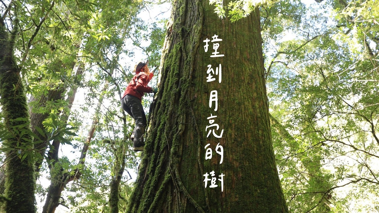 【台灣杉】撞到月亮的樹｜魯凱族與樹的美麗傳說 (我們的島 第797集 2015-03-02)