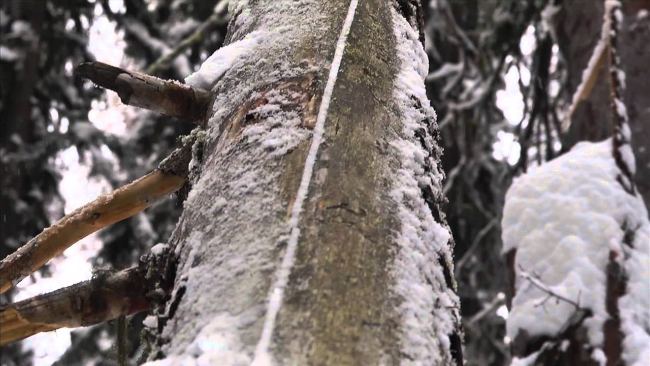 Knowbuddy's Up North - Lost Trail