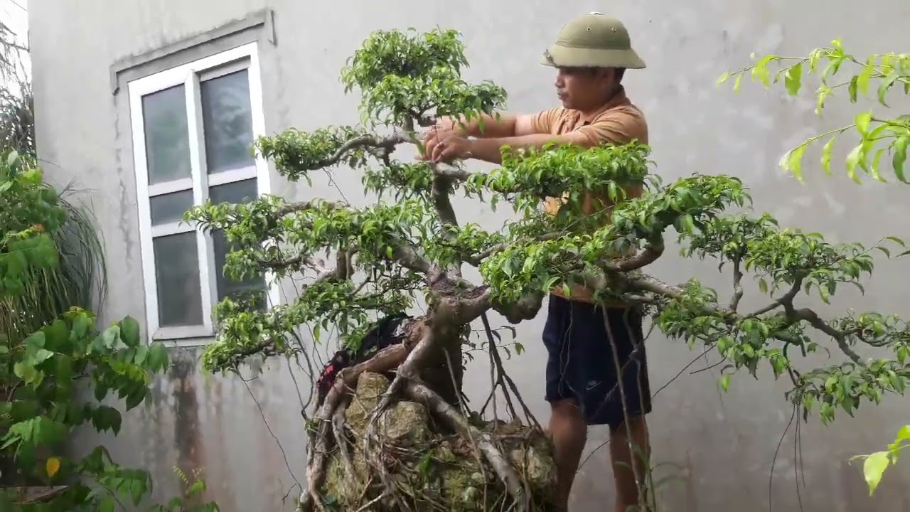 cắt tỉa cây sanh