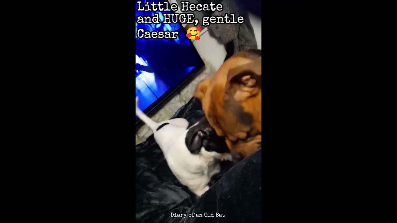 Hecate and gentle giant, Caesar. 