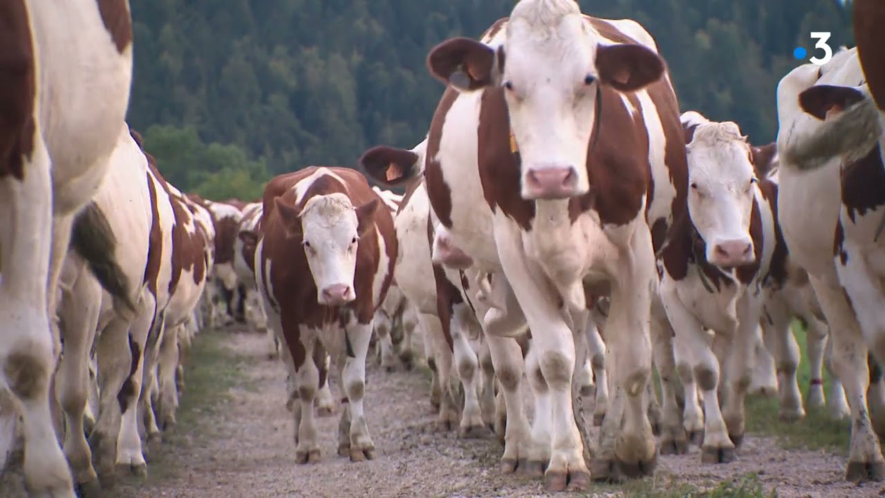 Les labels alimentaires en question : le paradoxe de l’AOP Comté