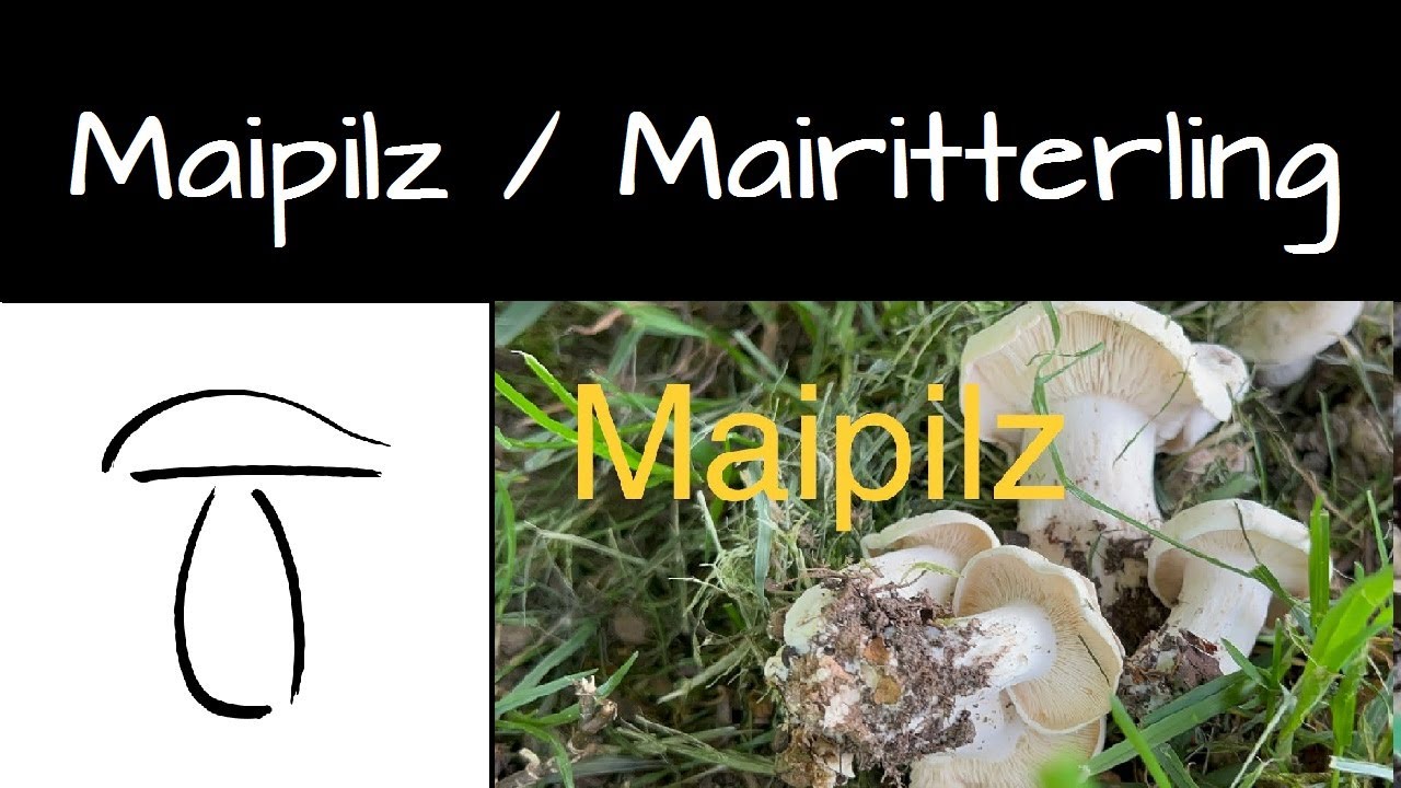 Maipilz - Ein Sch&ouml;nkopf im Fr&uuml;hjahr