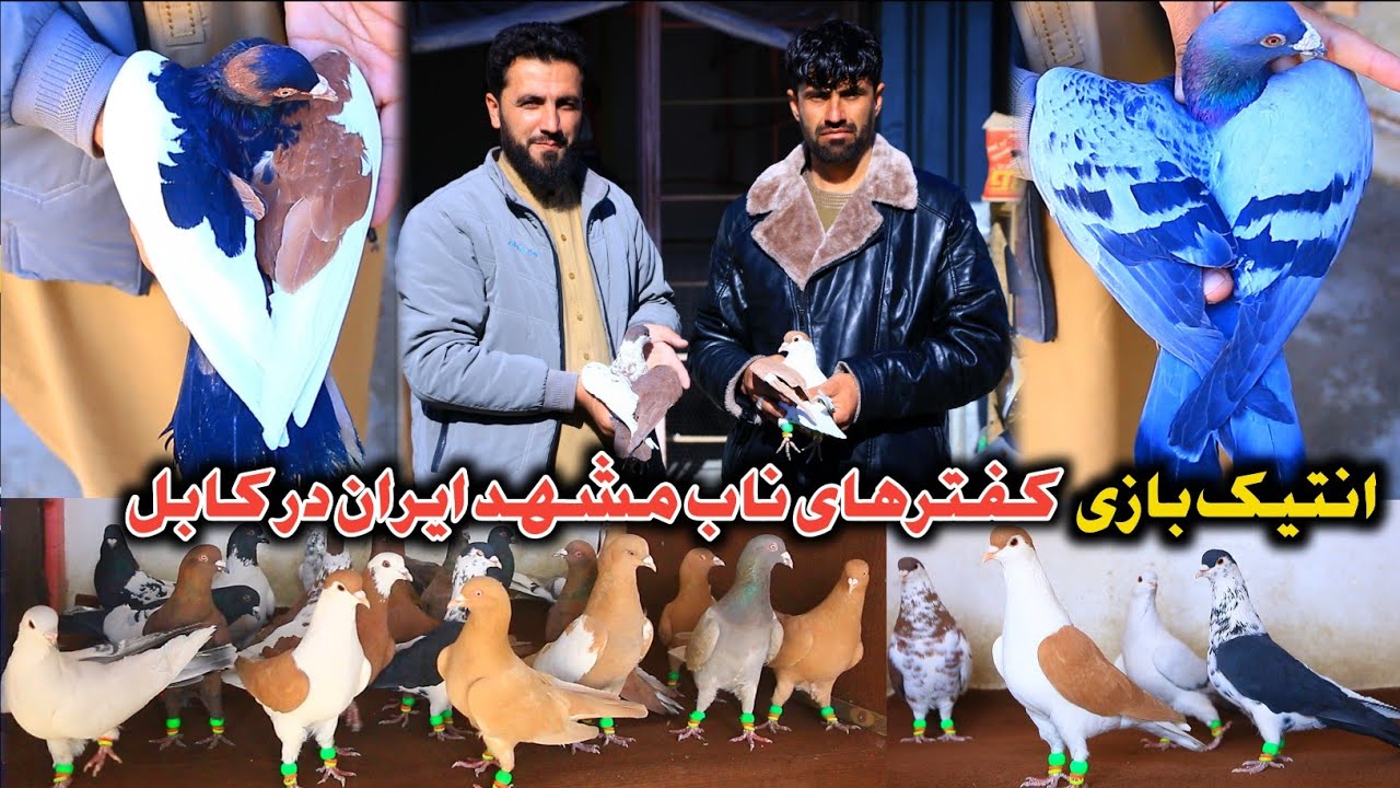 انتیک بازی_ برای بار اول دو کفتر خاص مشهد ایران در بازار کابل| 18 کفتر 43,000 هزار افغانی سودا شد 🕊