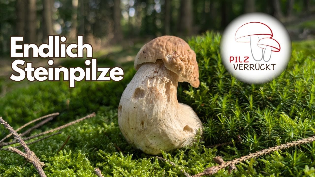 Die ersten Steinpilze im Taunus! Es geht endlich los!