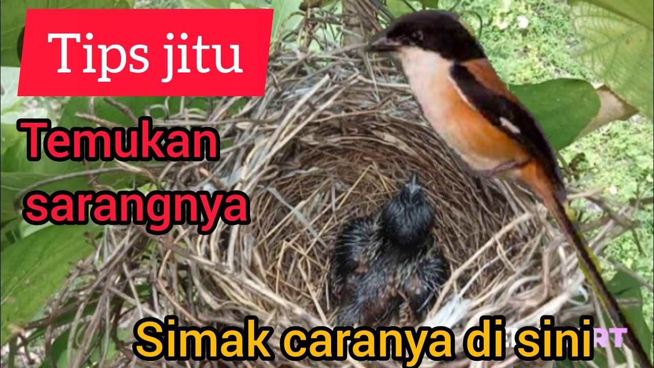 Tips Dan Trik Cara Mudah Menemukan Sarang Burung CENDET!!