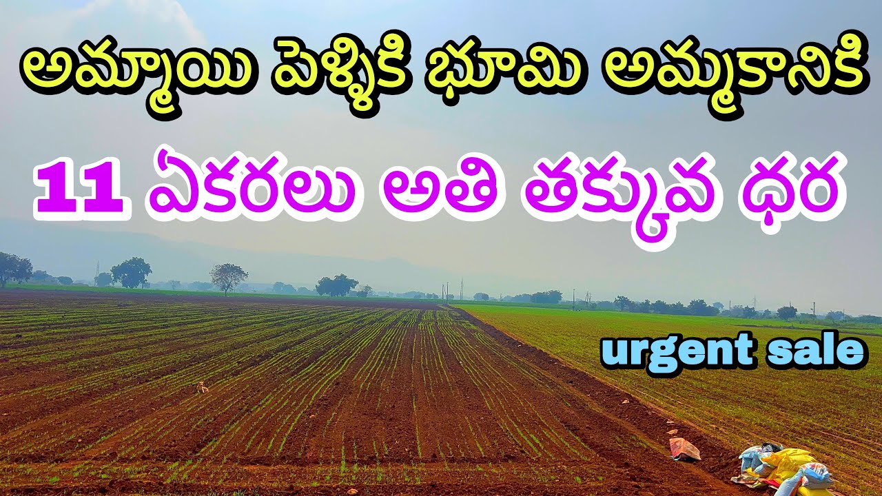 11 ఎకరాల భూమి అమ్మకం 😱 | ఇంత తక్కువ ధర ఎప్పుడూ లేదు! ￼Low cast farmland agricultural sale Macherla￼