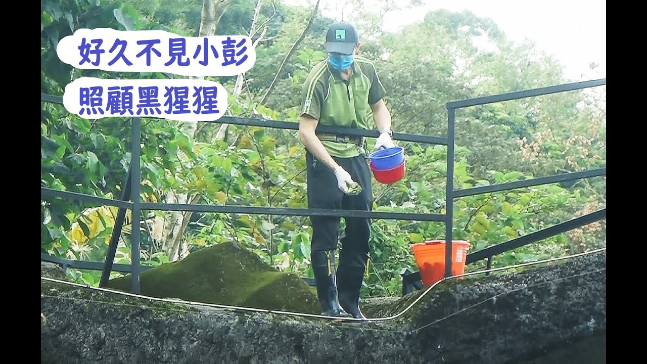 好久不見小彭現在照顧黑猩猩喔20260125