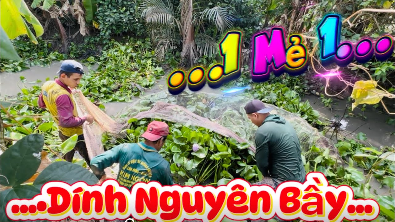 1 Mẻ Lưới Dính 1 Bầy Cá Phi quá nhiều……/Bồ tỏi sb 