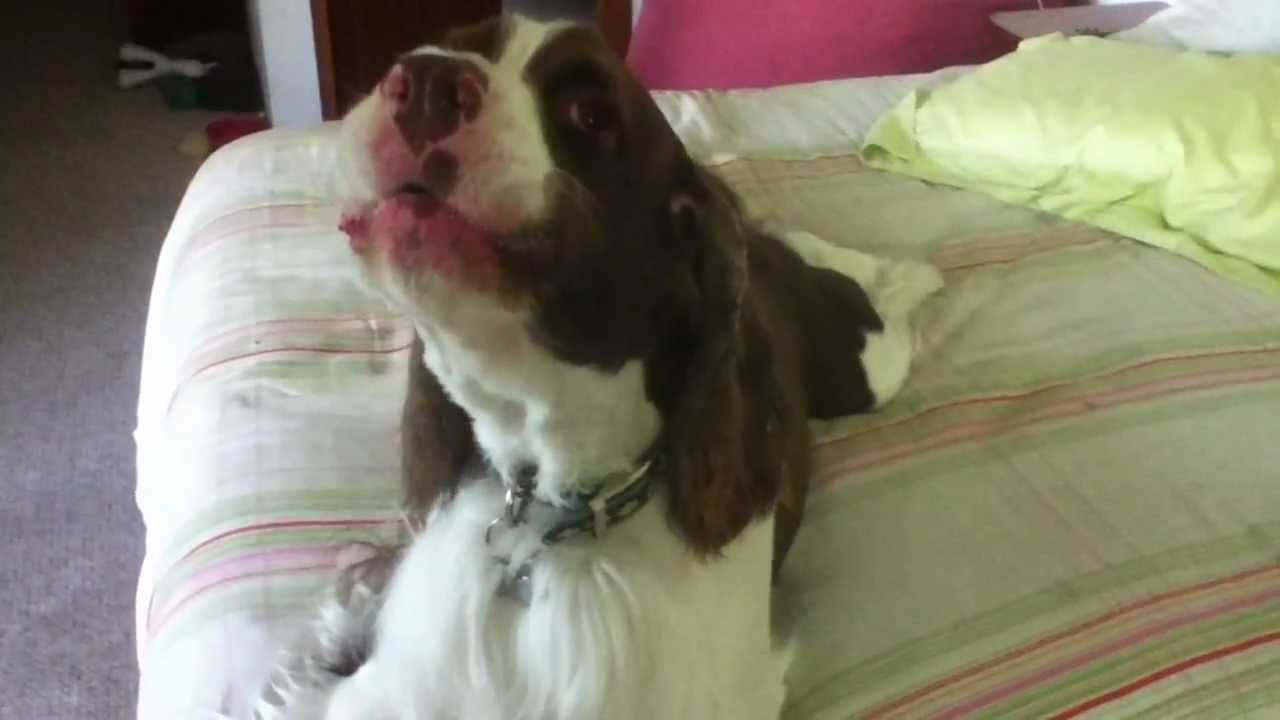 Barking Springer