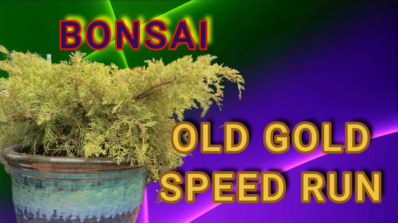 Ep8.5 Old Gold Juniper speed run