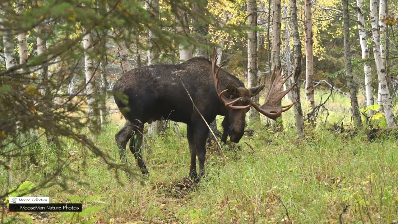 Большой лось-самец устроил истерику у своей гонной ямы #лось #дикаяприрода