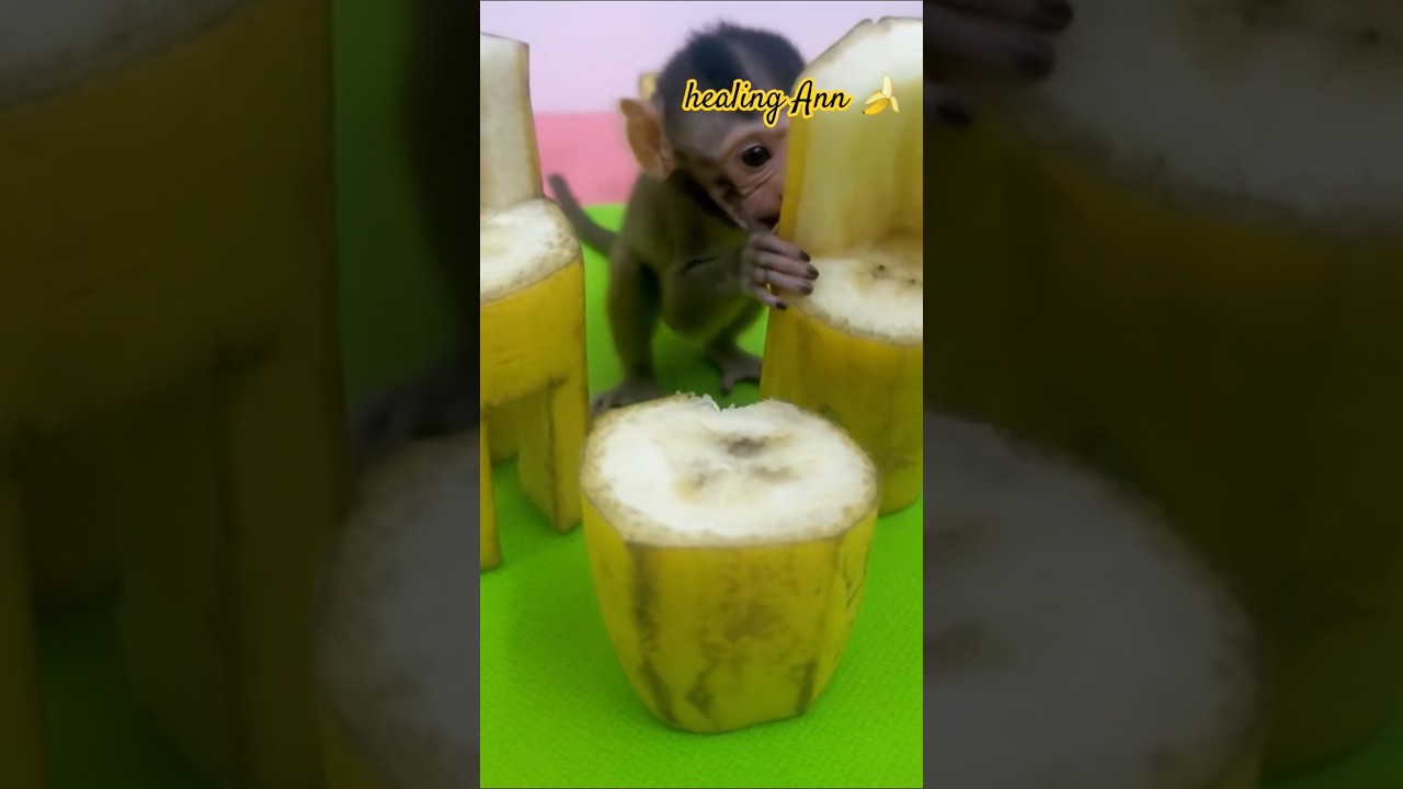 🍌BANANA GRAB BY MONKEYS 🐒 