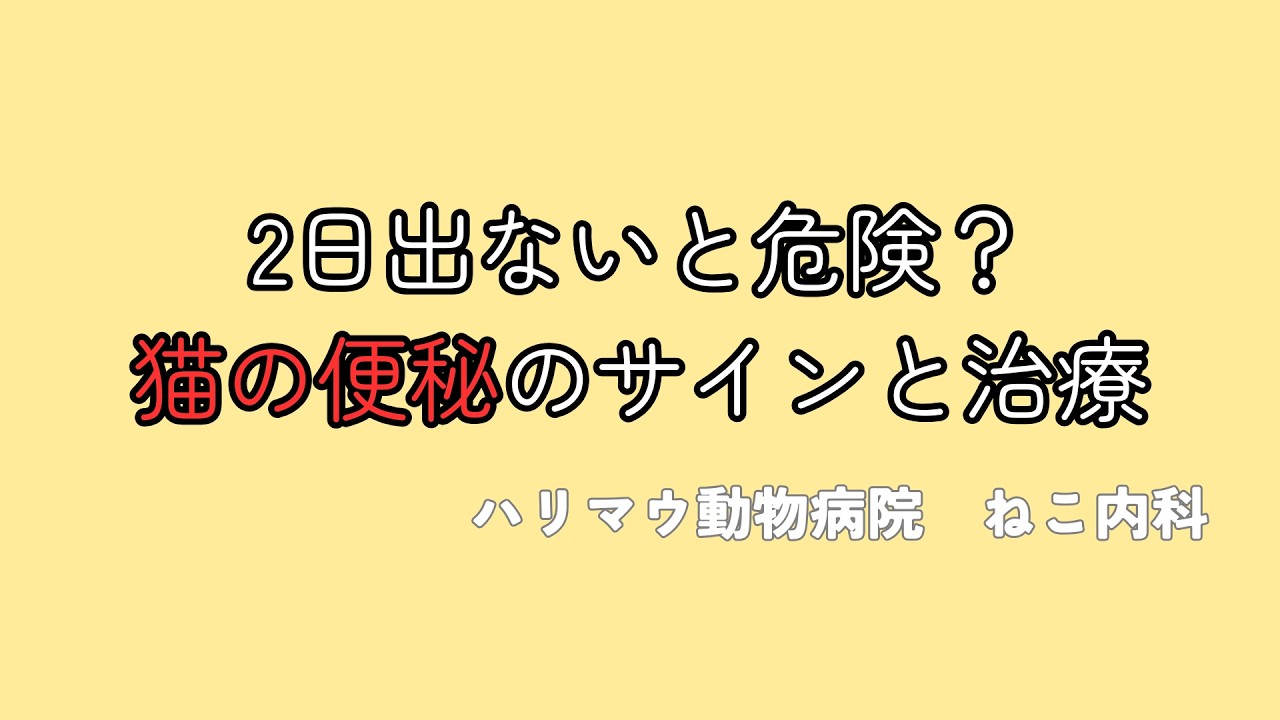 猫の便秘｜原因・サイン・治療まで獣医師がわかりやすく解説
