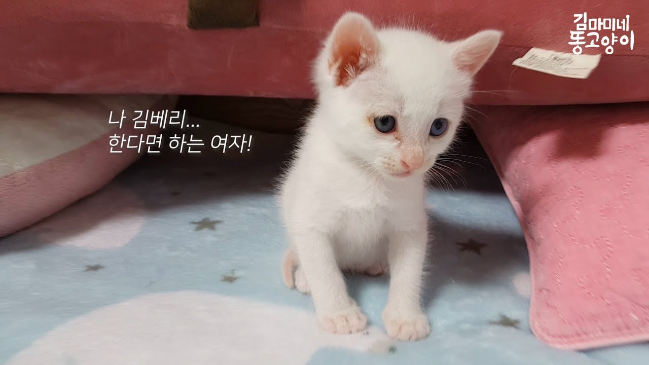 ♥13일차♥아꿍이에게 복수하는 꼬물이 베리!(부제. 베리의 난)