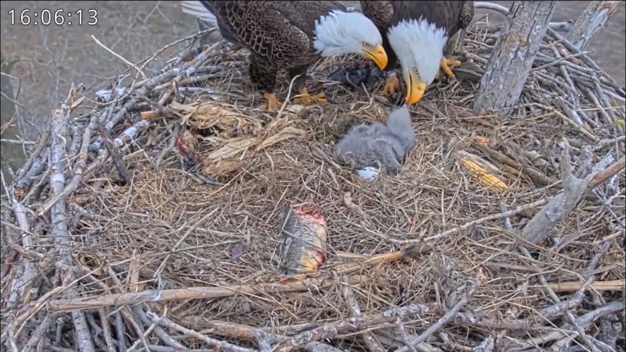 Kansas Eagles 4-3-25.  Ellie Delivers a Huge ABC Fish; Harvey Brings Another Bird Prey.