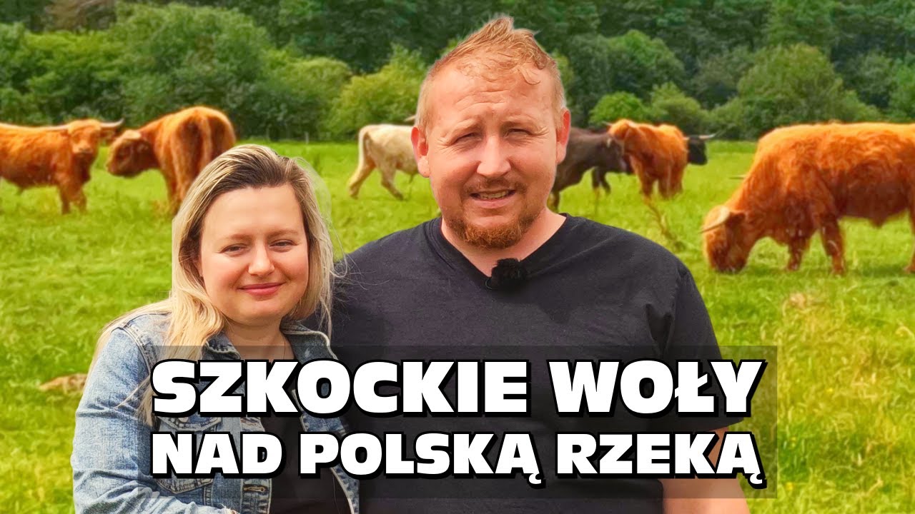 „Szkockie woły nad polską rzeką” - Highland Beef znad Pilicy - Rolnictwo regeneratywne z krowami