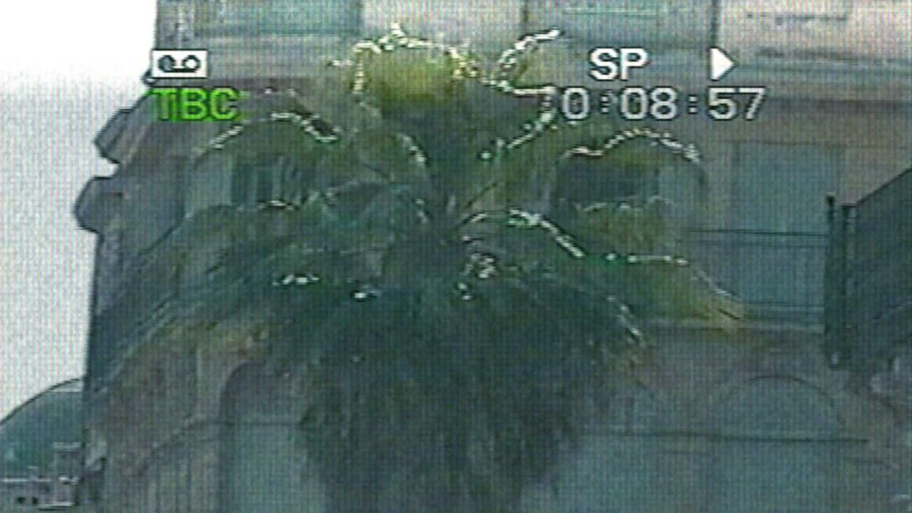 Paradise of Yesterday - Palms