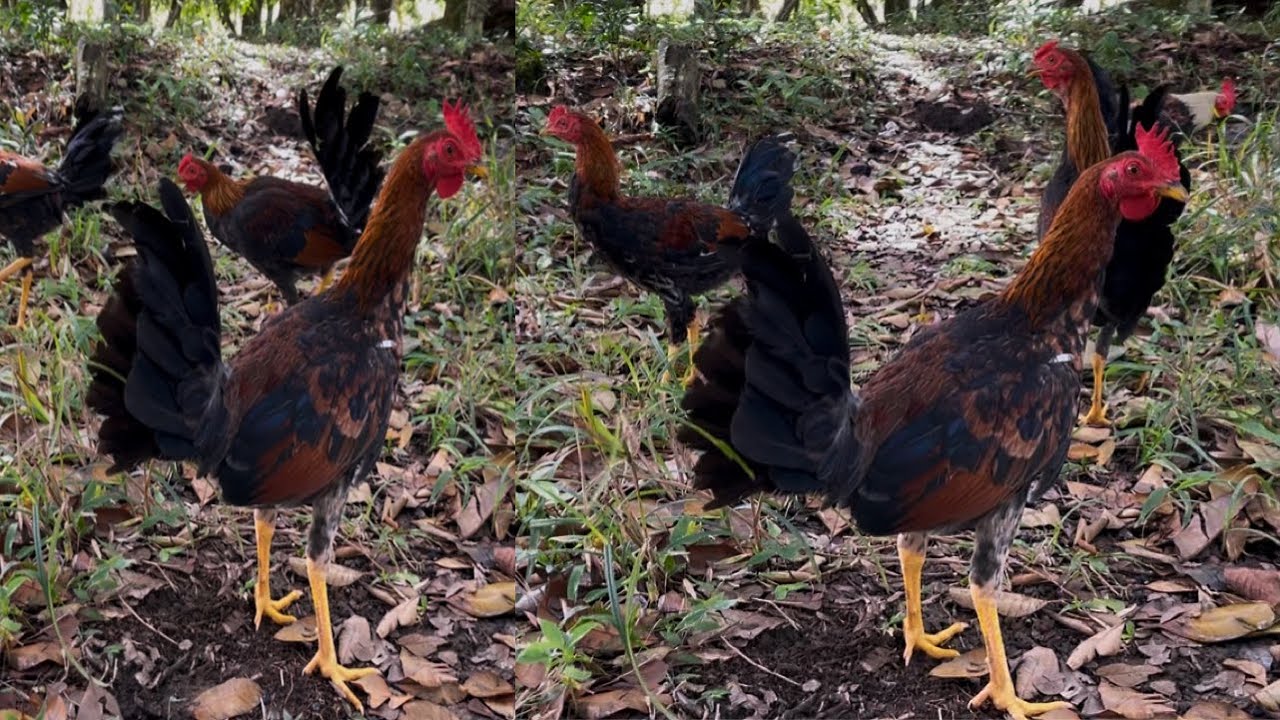 Así de hermosos lucen esto pollos suelto en el criadero 