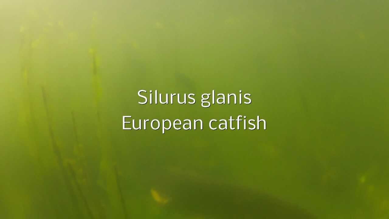 Silurus glanis - a gentle gigant in our waters!