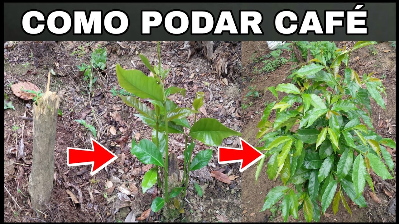 COMO PODAR O CORTAR CAFÉ PARA TENER UNA MAYOR PRODUCCIÓN
