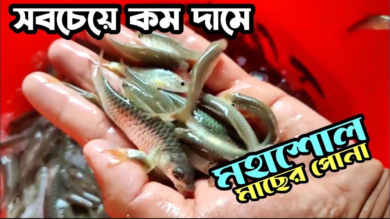 অরজিনাল নদীর মহাশোল মাছের পোনা পুকুরে চাষের জন্য