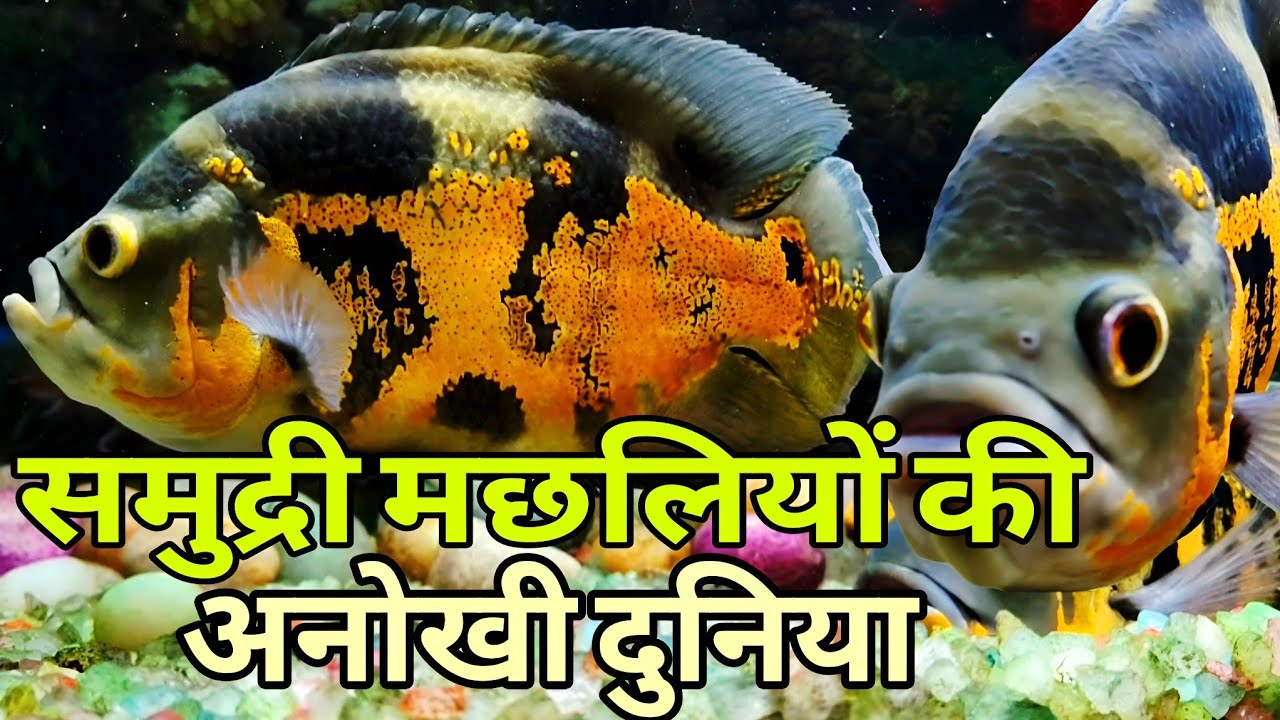 अजीबोगरीब समुद्री मछलियां और दुर्लभ कछुआ | Aquarium Tour with Ajay Blogging Hindi