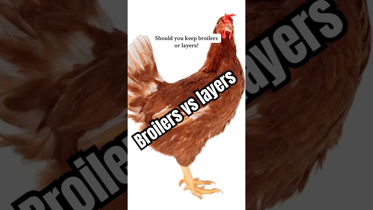 Comparing broilers and layers , which is better?