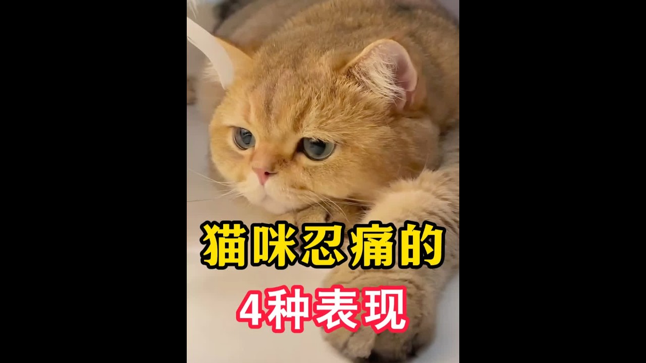猫咪忍痛的四种表现，养猫人一定要知道！ #新手养猫 #养猫经验分享 #科学养宠攻略 #猫咪心理学 #猫咪驱虫