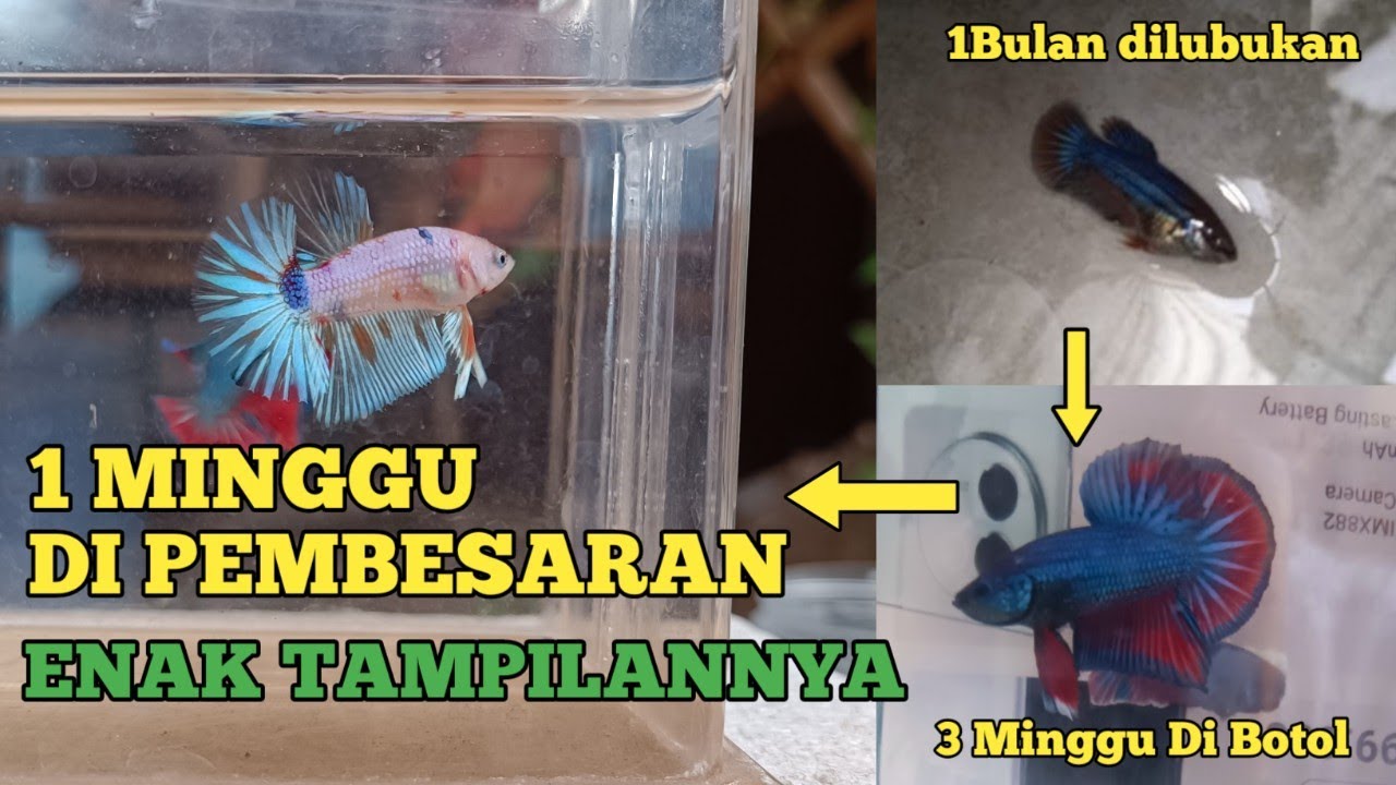 Mutasi Ikan Cupang HMPK SNI Setelah Grooming #bettaindonesia #bettafish