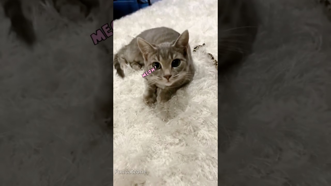 Smart cat follows the commands #cat#catlover#catvideos #funnycat#fyp#foryourpage