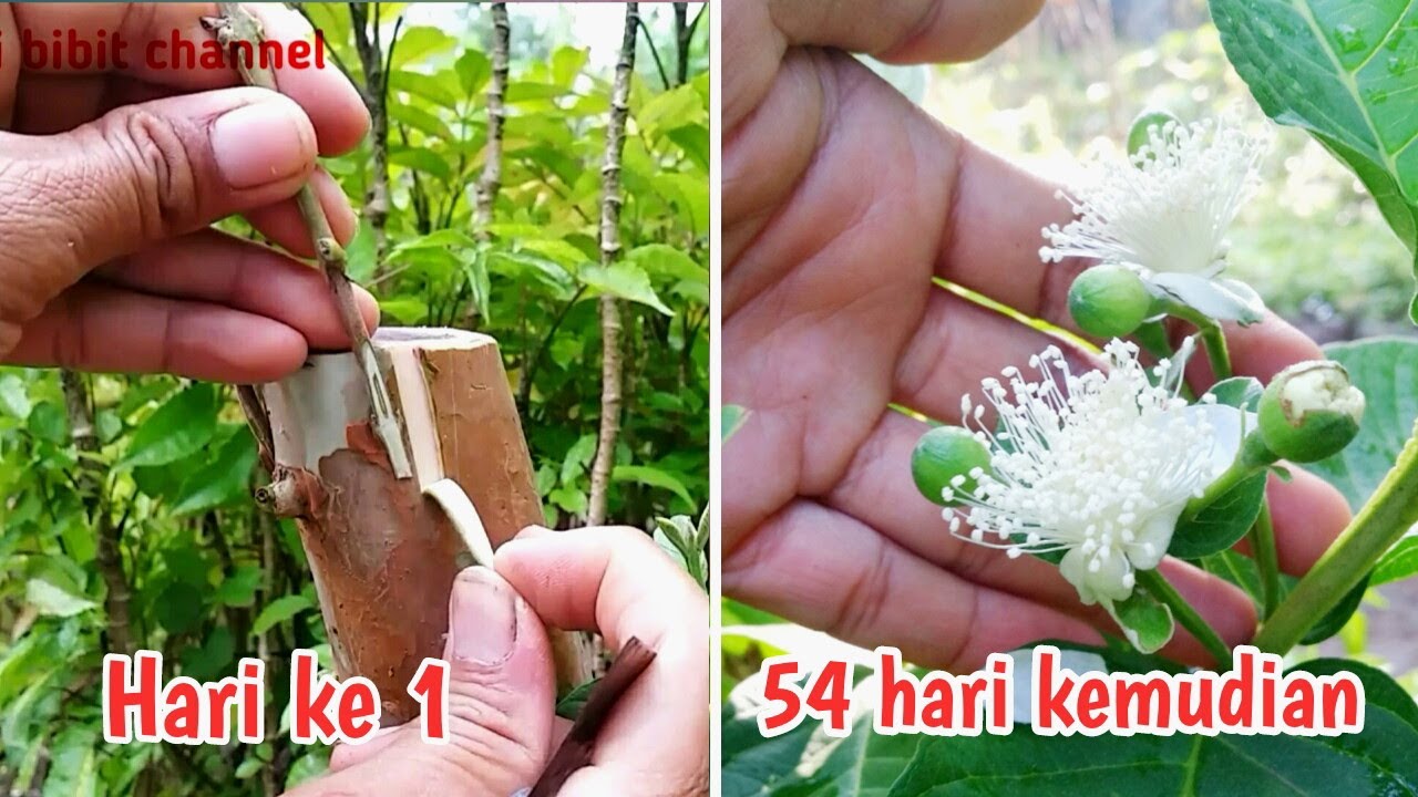 Top working jambu biji 4 minggu langsung berbunga dan berbuah-Sunardi bibit channel