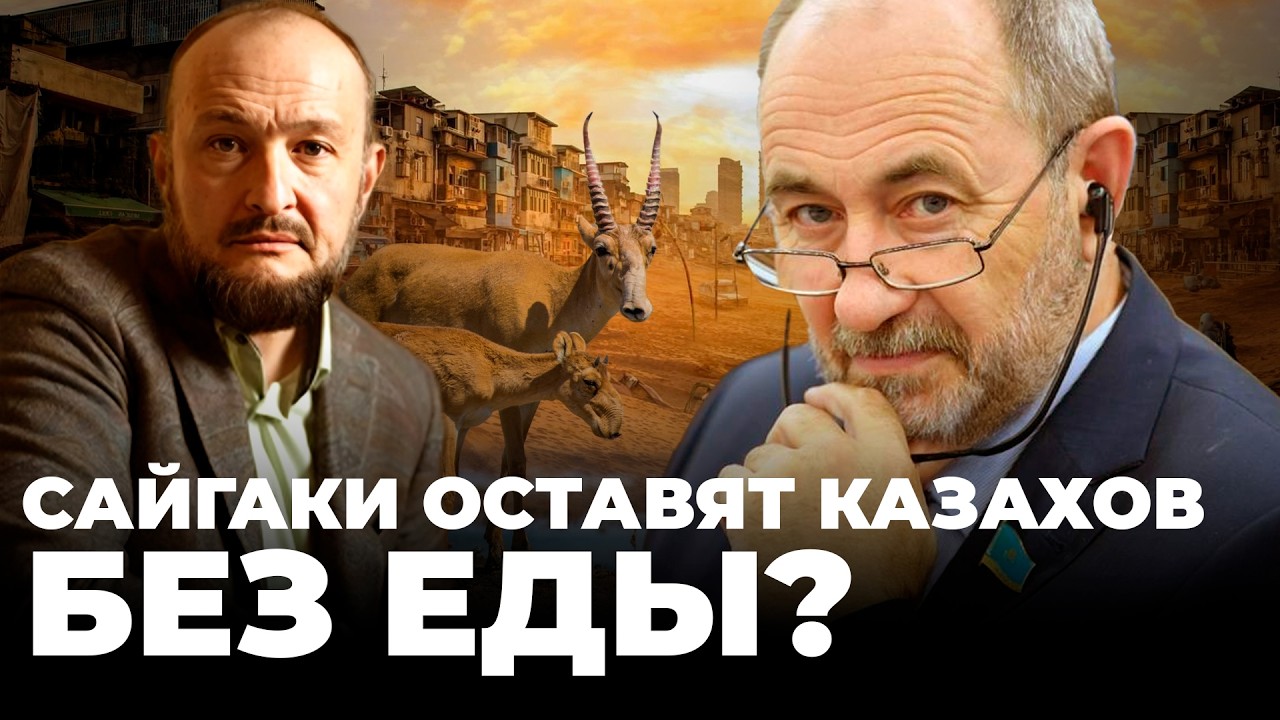 Голодные сайгаки штурмуют Россию. Казахстан не справляется с популяцией? | отстрел, Казанцев