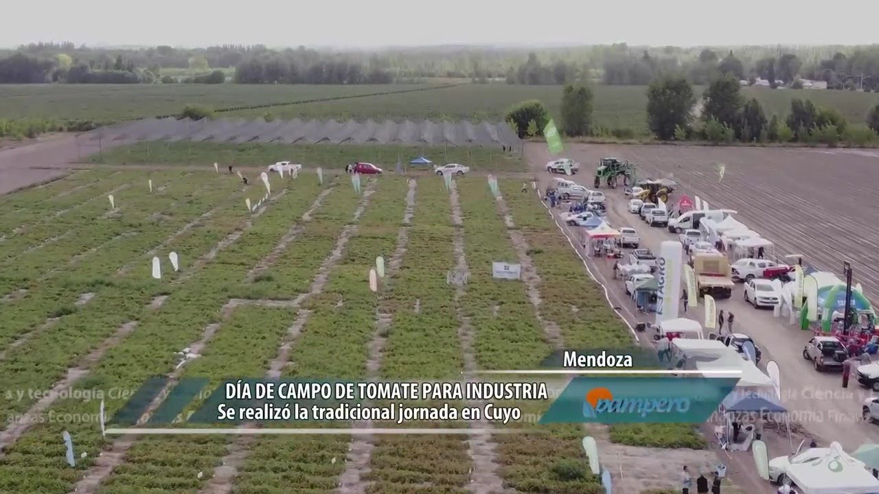 D&iacute;a de campo de tomate para industria