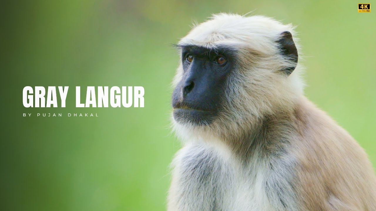 Gray Langur | Bardiya National Park