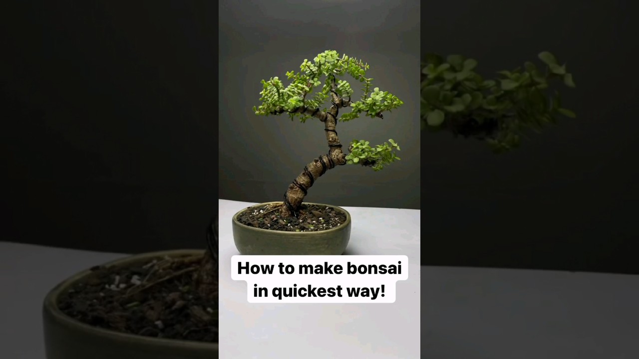 Jade Plant Pruning | Jade Plant Bonsai Making | #shorts #jadebonsai #bonsai