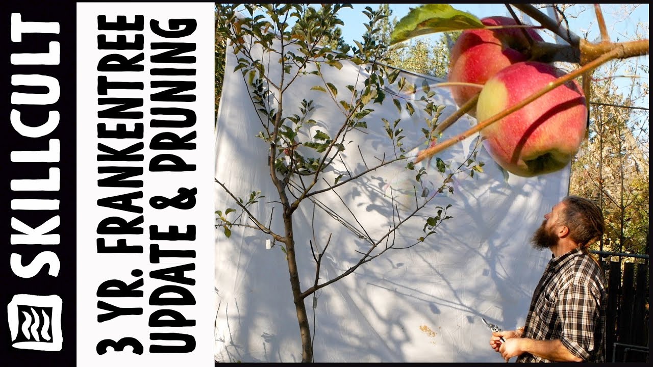 Update & Pruning on Chuck's Apple Frankentree, After Three Growing Seasons