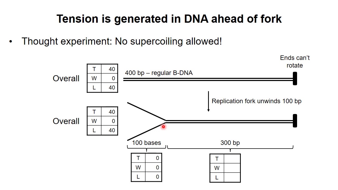 DNA Replication 2 – Supercoiling during replication