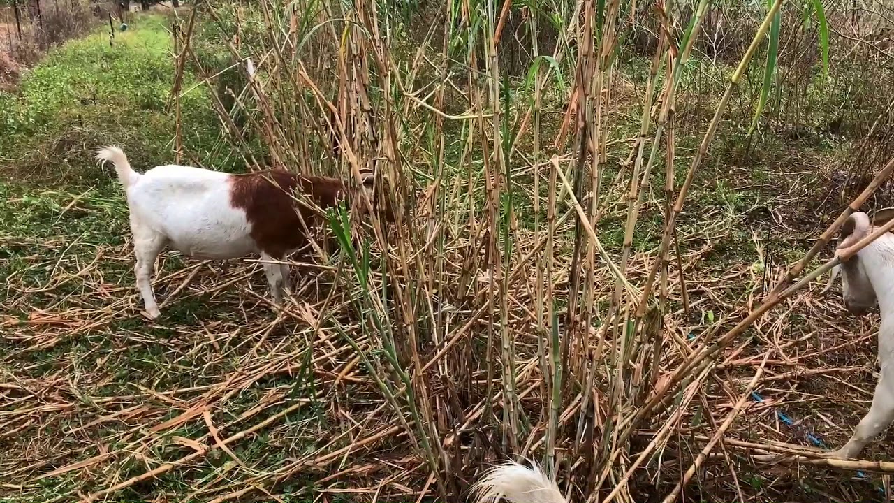 Goats browsing elephant grass