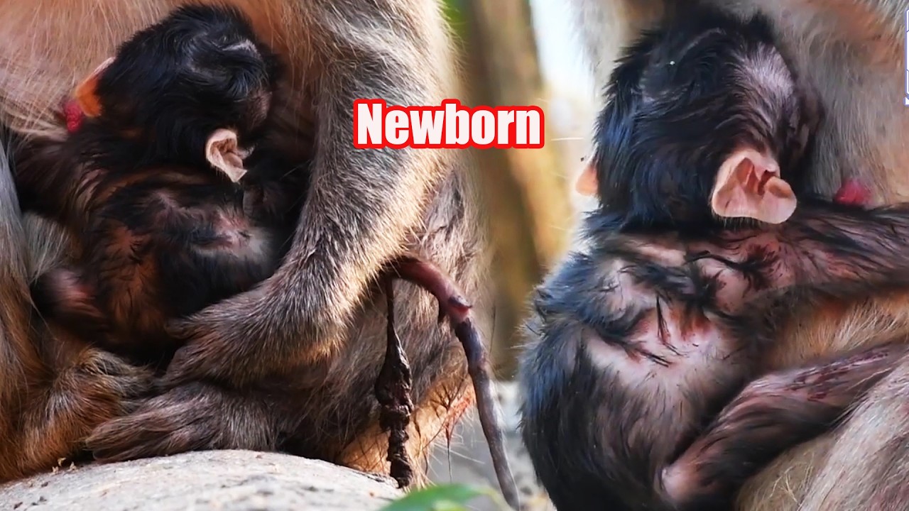 Top Very Adorable Wildlife Newborn Baby Monkey Moments With Old Mommy